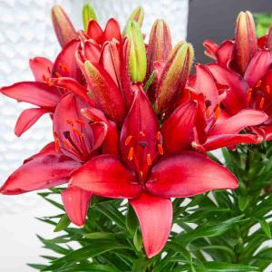 Lis Asiatique Rouge (x3)